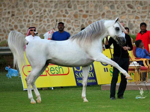 شنان الميدان