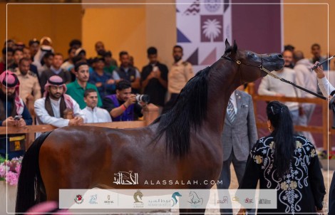 صور مقتطفة لمهرجان الشرقية لعروض الخيل العربية الأصيلة 2024