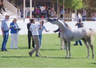 الأميرة عالية بنت الحسين تتابع وتتوج الفائزين في بطولة الشرق الأوسط للجمال