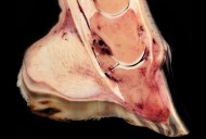 حمى الحافر أو (الحمرة) .. خطر يمكن تفاديه – الجزء الثاني