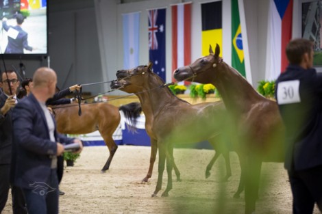صور متفرقة من اليوم الأول لبطولة كأس كل الأمم ٢٠١٣ لجمال الخيل العربية – آخن