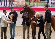 برعاية منصور بن زايد.. اختتام البطولة الـ 5 لكأس الإمارات العالمي لجمال الخيل العربية بالدنمارك