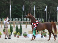 برعاية منصور بن زايد.. إقامة البطولة السادسة من كأس الإمارات العالمي لجمال الخيل العربية في مصر
