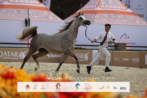 نتائج اليوم الأول للجولة الخامسة لجولة الجياد العربية – فلكنسوارد هولندا