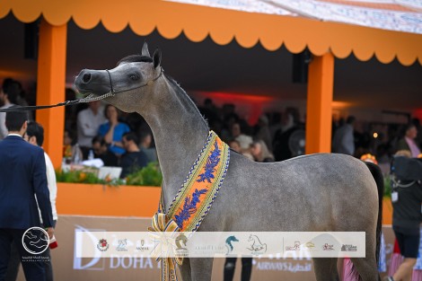 النتائج النهائية بالصور لجولة الجياد العربية 2024 في فلكنسوارد الهولندية