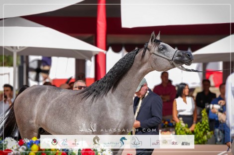 النتائج النهائية بالصور لجولة الجياد العربية 2024 في العاصمة الإيطالية روما