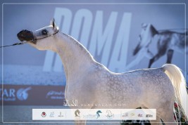 ع ج كايا لمربط عجمان في الصدارة بأعلى معدل في جولة الجياد العربية 2024