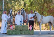 نصف القاب الذهب لمربط أكمل في بطولة الشرق الأوسط 2024 للخيل العربية بالأردن