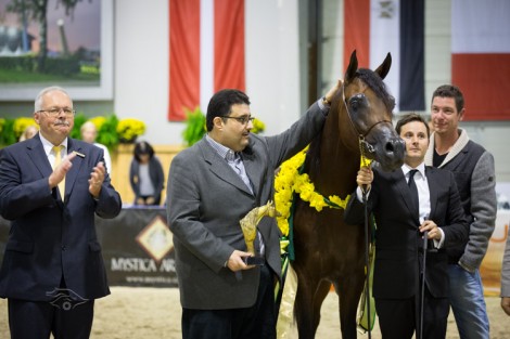 صور متفرقة من اليوم الختامي لبطولة كأس كل الأمم ٢٠١٣ لجمال الخيل العربية – آخن