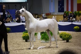 الخيول العربية قبلة الكويتيين… اقتناء ورياضة