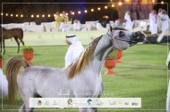 النتائج النهائية بالصور لبطولة الإنتاج المحلي (13) للخيل العربية الأصيلة