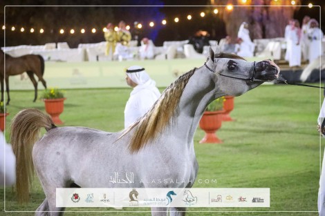 النتائج النهائية بالصور لبطولة الإنتاج المحلي (13) للخيل العربية الأصيلة