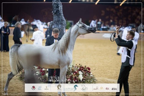 النتائج النهائية بالصور لبطولة الشقب 2024 الدولية لعروض الخيل العربية