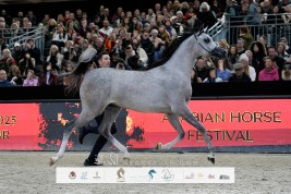 نتائج اليوم الأول لبطولة العالم للخيل العربية الأصيلة – باريس 2024