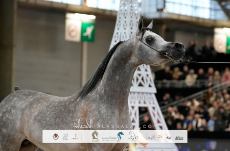 نتائج اليوم الثاني لبطولة العالم للخيل العربية – باريس 2024