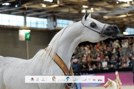 النتائج النهائية بالصور لبطولة العالم للخيل العربية – باريس 2024