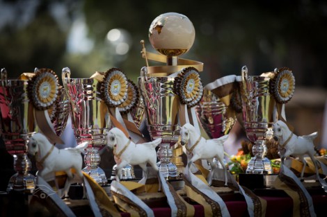 مقتطفات من اليوم الأول لبطولة العالم لجمال الخيل العربية السلالة المصرية روما 2013