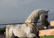 النموذج الإلكتروني لطلب التشبيه من الفحل «فاروق صقر»