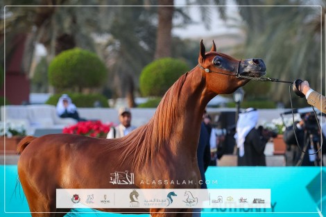 النتائج النهائية بالصور للعرض الدولي السابع للخيل العربية – مركز الملك عبدالعزيز 2024