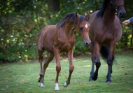 شاربات الريح .. بعيون الرحالة – الجزء الثالث