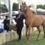 مزاد دبي للخيل العربية ينجح بتحقيق 5.5 ملايين درهم من المبيعات