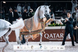 النتائج النهائية بالصور للجولة الأولى لجولة الجياد العربية – عجمان 2025