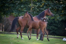 الكويت تحظر استيراد الخيول من ألمانيا