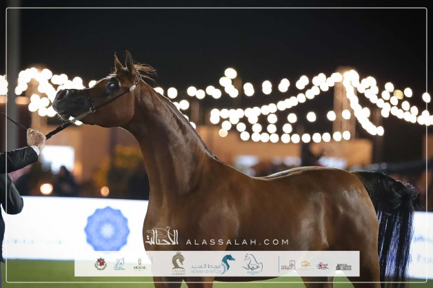 نتائج اليوم الأول بمهرجان الأمير سلطان العالمي للجواد العربي 2025  