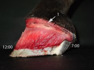 حمى الحافر أو (الحمرة) .. خطر يمكن تفاديه – الجزء الثالث