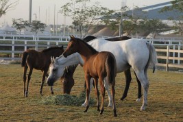 طرابلس تشهد مزادا للخيول العربية الأصيلة