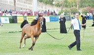نتائج بطولة مكة المكرمة الرابع لجمال الخيل العربية الأصيلة ٢٠١٣ (B) بتنظيم مزرعة الصواري