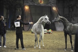 مقتطفات من اليوم الأول لبطولة أوربا لجمال الخيل العربية الأصيلة ٢٠١٣ بإيطاليا