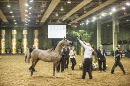 النتائج النهائية لبطولة أوربا الدولية لجمال الخيل العربية الأصيلة ٢٠١٣ بإيطاليا
