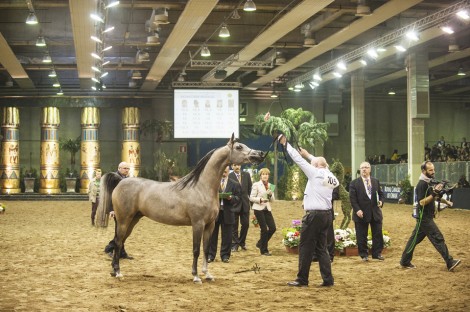 النتائج النهائية لبطولة أوربا الدولية لجمال الخيل العربية الأصيلة ٢٠١٣ بإيطاليا