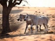 تاريخ العرب مع الخيل أسفار تضيء بالأمجاد