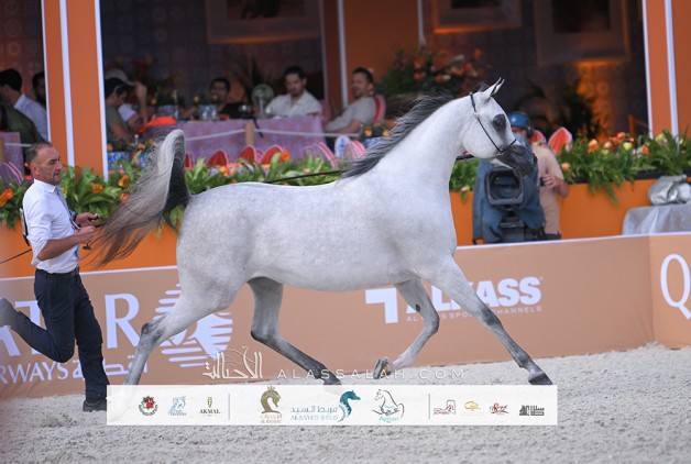 نتائج اليوم الأول لجولة الجياد العربية 2025 – فالكينسفارد