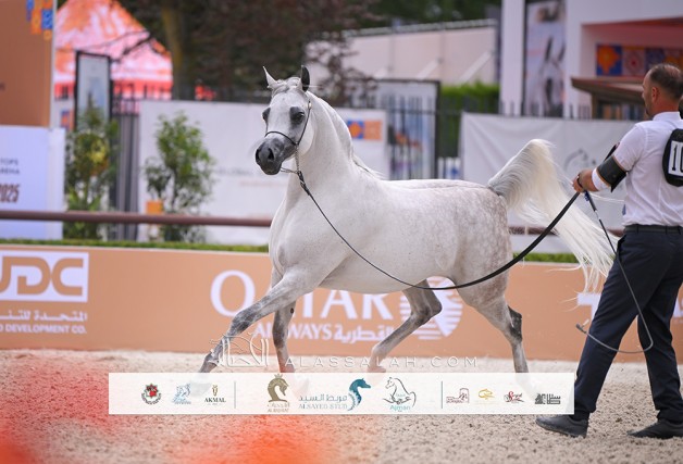 الأريام بنفسج تتصدر اليوم الثاني بجولة الجياد في فالكينسفارد 2025