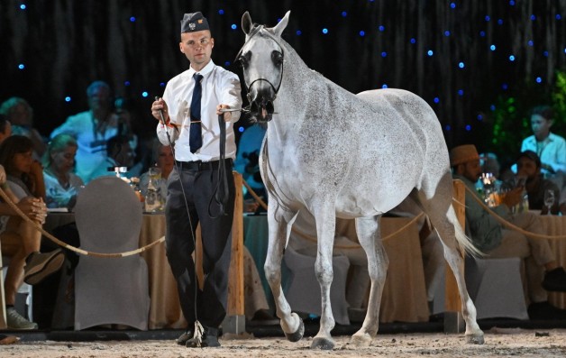 قفزة في مبيعات مزاد “فخر بولندا” للخيول العربية 2025