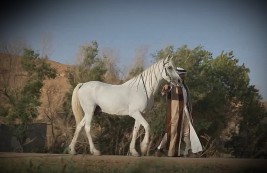 الخيل السعودية | ثروة وطن..