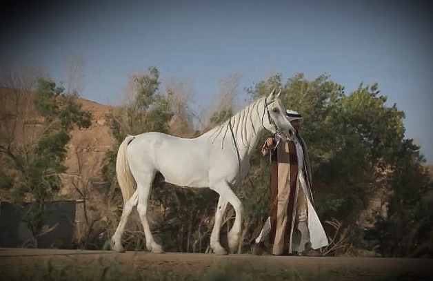الخيل السعودية |  ثروة وطن..