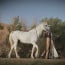 الخيل السعودية |  ثروة وطن..