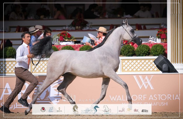 نتائج اليوم الأول لجولة الجياد العربية – لندن 2025