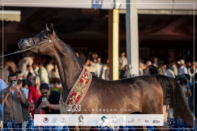 النتائج النهائية لجولة الجياد العربية – لندن 2025