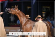 نتائج اليوم الأول لجولة الجياد العربية – براغ 2025