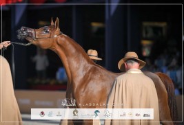 نتائج اليوم الأول لجولة الجياد العربية – براغ 2025