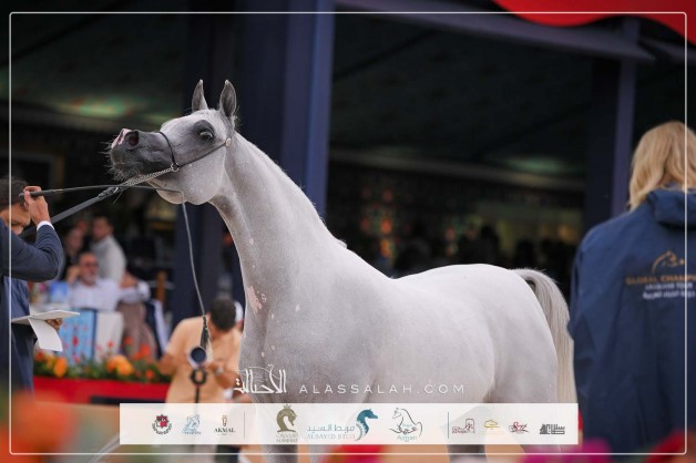 نتائج اليوم الثاني لجولة الجياد العربية – براغ 2025