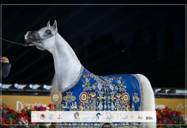 النتائج النهائية بالصور لجولة الجياد العربية – براغ 2025… وأبوظبي تستضيف افتتاح موسم 2026