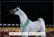 «برلين إم بي» و«شهاليل الشقب» أبطالاً للنسخة الثانية لجولة الجياد العربية 2025