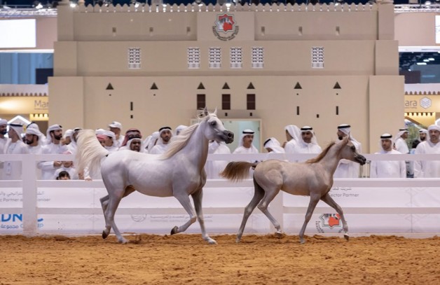 موسم استثنائي لجمعية الإمارات للخيول العربية بـ 56 مشاركة وتنظيم عالمي ومحلي