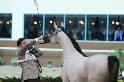 مقتطفات من بطولة قطر المحلية الـ 16 لجمال الخيل العربية الأصيلة ٢٠١٣